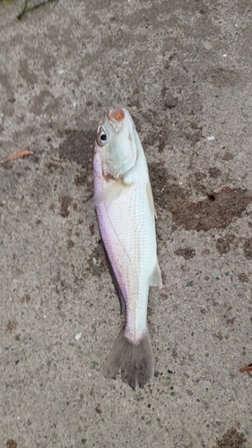 イシモチの釣果