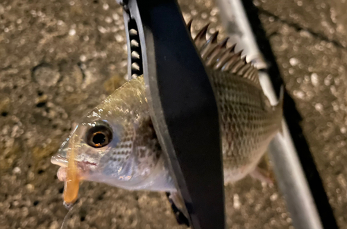 キビレの釣果