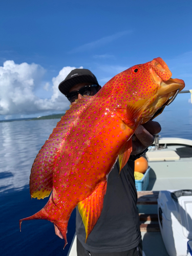 バラハタの釣果