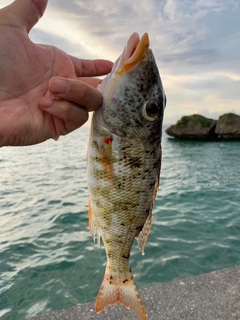 ムネアカクチビの釣果