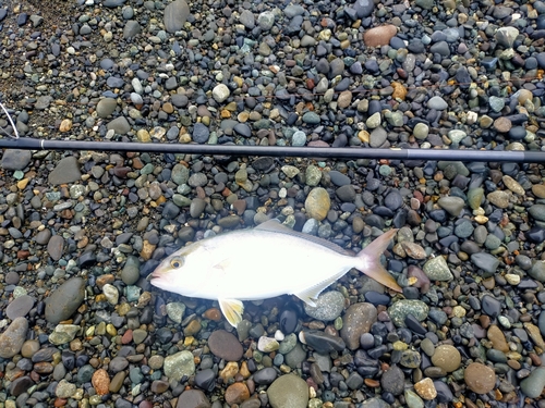 ショゴの釣果