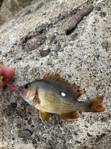 フエダイの釣果