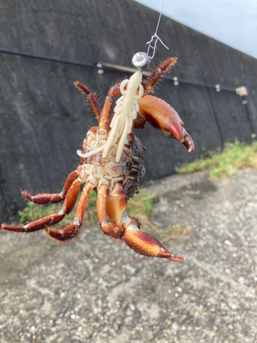 カニの釣果