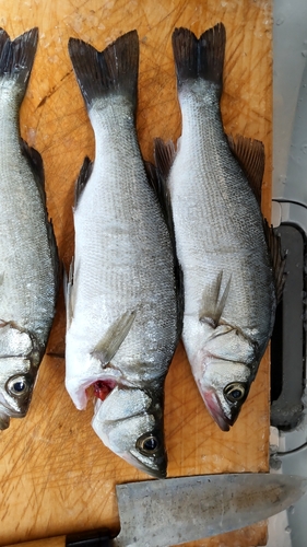 セイゴ（ヒラスズキ）の釣果