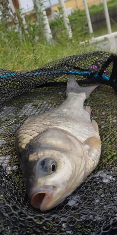 ヘラブナの釣果