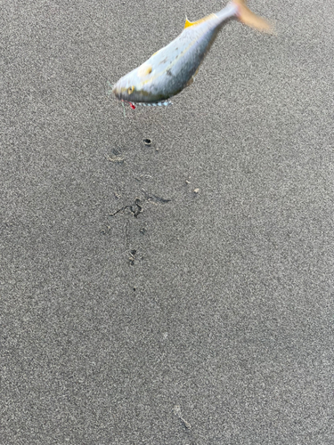 ショゴの釣果