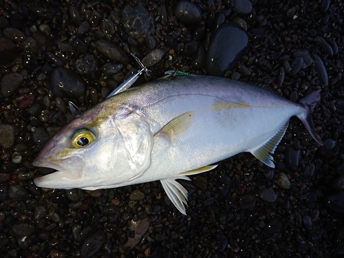 ネリゴの釣果