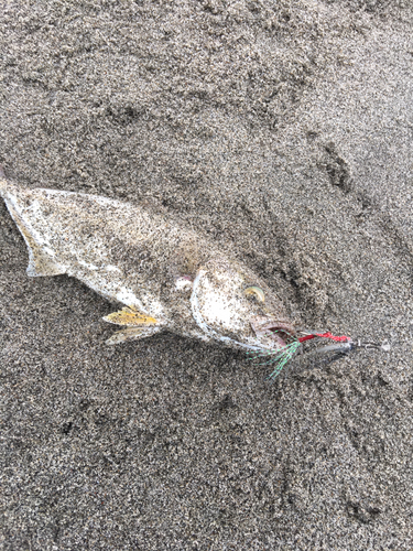 ショゴの釣果