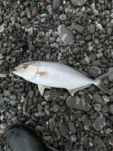 ネイリの釣果