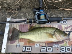 ラージマウスバスの釣果