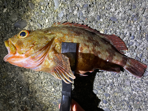 カサゴの釣果