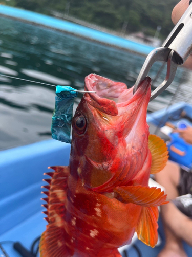 アカハタの釣果