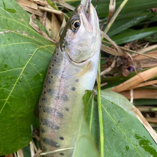 ヤマメの釣果