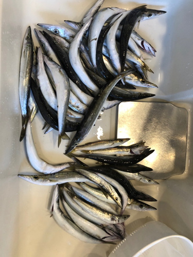 カマスの釣果