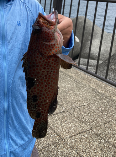 オオモンハタの釣果