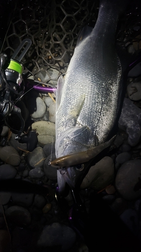 ヒラスズキの釣果