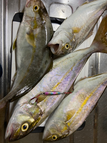 ショゴの釣果