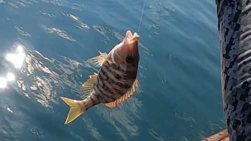 ハマフエフキダイの釣果