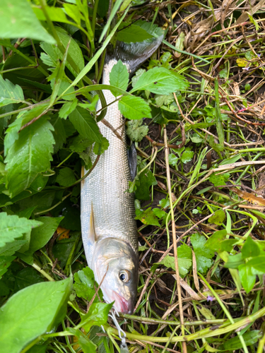 ウグイの釣果