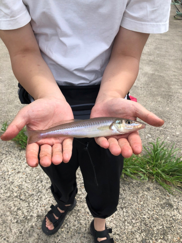 キスの釣果