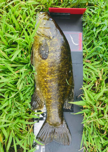 スモールマウスバスの釣果