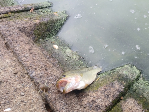 ブラックバスの釣果