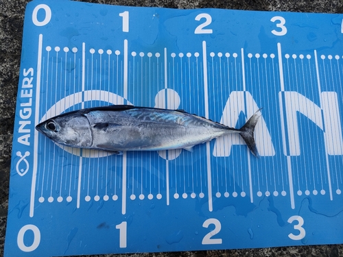 ソウダガツオの釣果