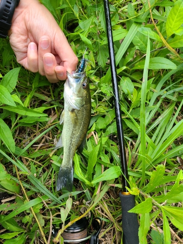 ラージマウスバスの釣果