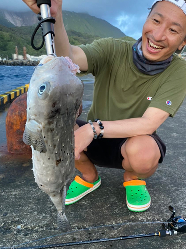 イシガキフグの釣果