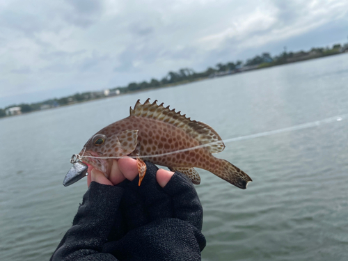 オオモンハタの釣果