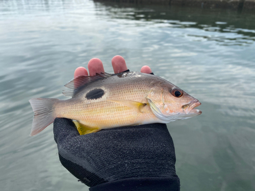 クロホシフエダイの釣果