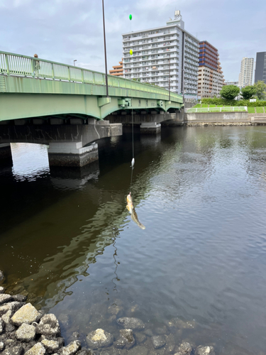 マハゼの釣果