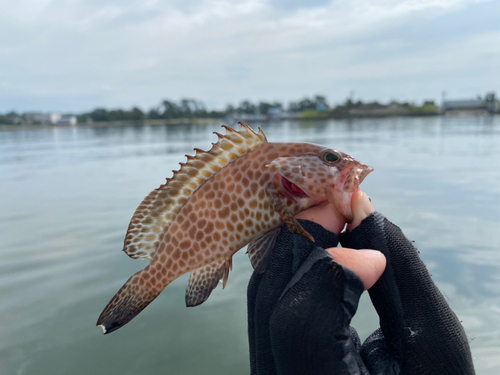 オオモンハタの釣果