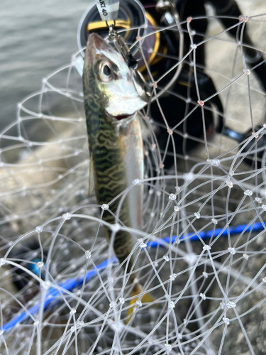 サバの釣果