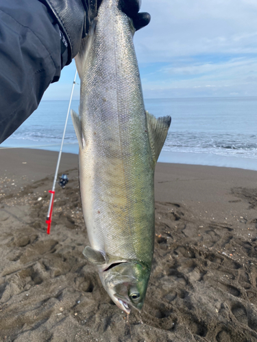 アキアジの釣果