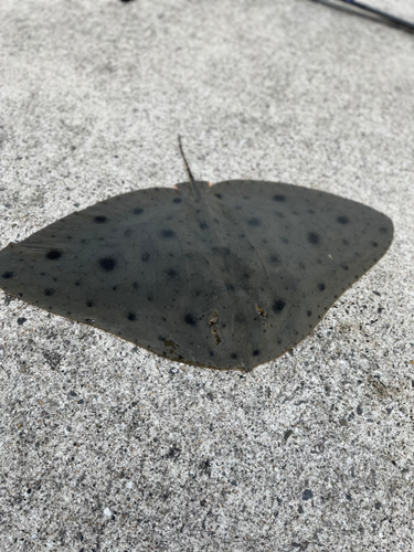 ツバクロエイの釣果