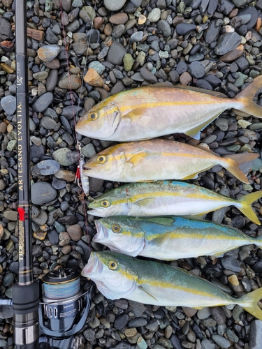 ショゴの釣果