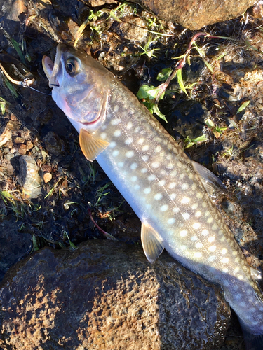 アメマスの釣果