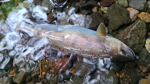 ヤマメの釣果