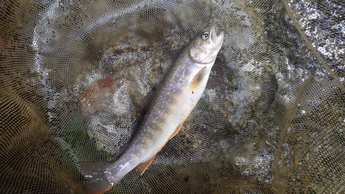 イワナの釣果