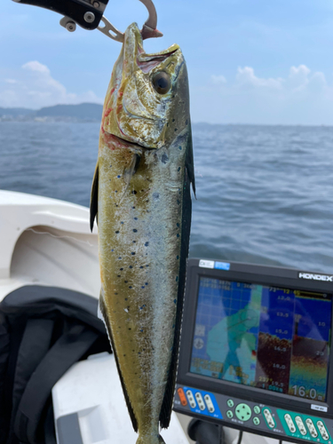 シイラの釣果