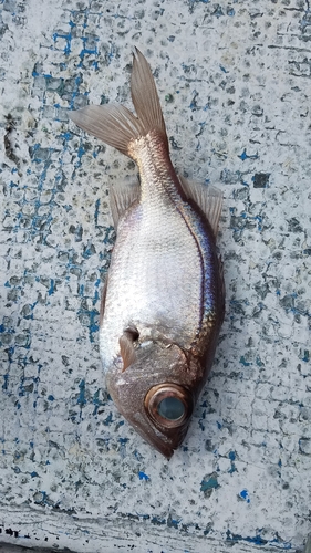 オオメハタの釣果