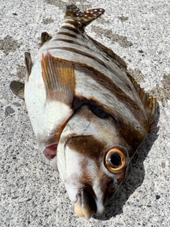 タカノハダイの釣果