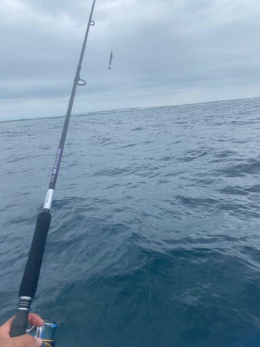 ショゴの釣果