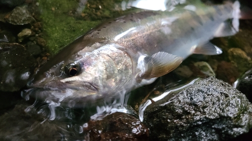 ヤマメの釣果