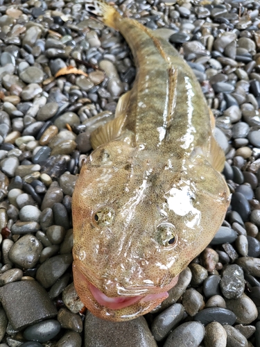 マゴチの釣果