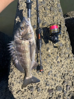 クロダイの釣果