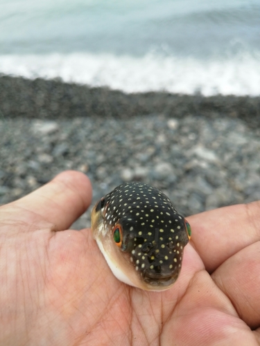 フグの釣果