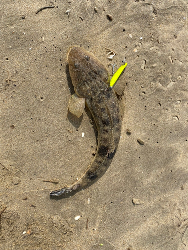 マゴチの釣果