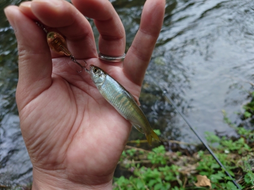 オイカワの釣果